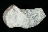 Pennsylvanian Aged Agatized Horn Coral - Utah #15266-1